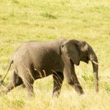 Tierschutzdemo von ÖsterreicherInnen im deutschen Freilassing gegen Wildtierzirkus Krone