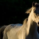 Keine Tiere mehr im Zirkus Roncalli!