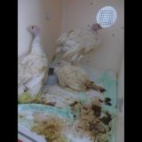 Neue Großspenderin des VGT: Veterinärmedizinische Universität Wien zahlt € 4.500