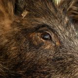 Tierschutzsprecherin der KPÖ als Spitzel für Jägerschaft im VGT: Zeugin für Mayr-Melnhof