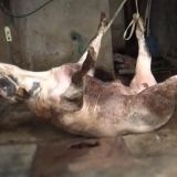 Tiertransporte: Erneut Missstände aufgedeckt