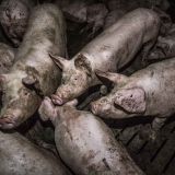 Einladung: Tag der geschlossenen Stalltüre morgen, 19.5., 10:00 Uhr