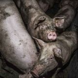 Steiermarks Schweine-Vorzeigebetriebe täuschen ORF und Öffentlichkeit!