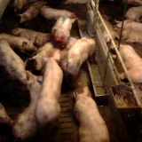 Tierquälerei unter dem AMA-Gütesiegel