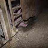 7/7 - Die Schweinemast neben dem Schlachthof