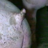 7/7 - Der Gläserne Schweinestall