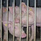 Tierschutz-Kennzeichnung statt Namensstreit!
