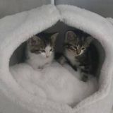 Verstoß gegen die Katzenkastrationspflicht: Babys auf Bundesstraße entsorgt