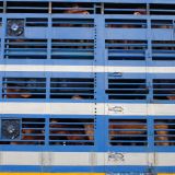 VGT: 1 Million europäische BürgerInnen gegen Tiertransporte