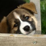 Tiervermittlung Neu – Ungleichbehandlung par excellence