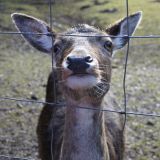 Kein Verhütungsprojekt mit Immuno-Kontrazeption im Schaugatter des Lainzer Tiergartens