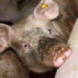 Schweineskandal: Mehr als nur schwarze Schafe