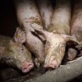 Tierschutz: Gedenk-Wochenende bei Mochoritsch Sa & So