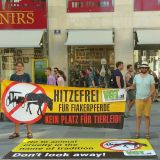 Erstmals Hitzefrei für Fiakerpferde – ein Rückblick