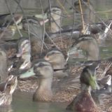 Tausende Enten in der Leitha ausgesetzt - Anzeige