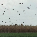 Vorarlberg: Jagdverordnung wird Aussetzen von Zuchtfasanen zur Jagd verbieten