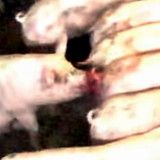 Staatsanwaltschaft Graz: Verfahren gegen Tierquäler eingestellt!