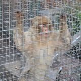 Anzeige gegen Privatzoo