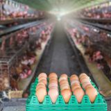 VGT: Änderung des Tierschutzgesetzes kurz vor der Wahl nichts als spätes Wahlzuckerl