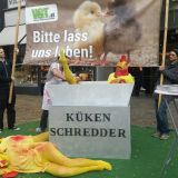 Welt-Ei-Tag: VGT-AktivistInnen in überdimensionalem Kückenschredder zerhäckselt