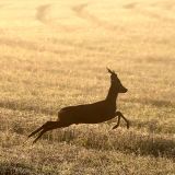 TierschützerInnen heute im Prozess Sachbeschädigung Pickerl Mayr-Melnhof freigesprochen
