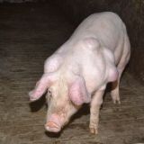 Tierschützer-Appell an die Bevölkerung: Missstände melden!