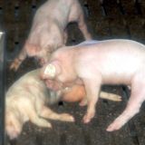 Neues Video aus Horror-Stall: das Ferkel hat noch gelebt!