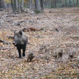 VGT dankt Landesrätin Dunst für Gatterjagdverbot im Burgenland