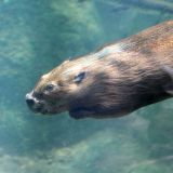 Oberösterreich: Geschützte Biber sollen abgeschossen werden
