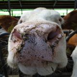 Tierschutzgesetz ist auch nach Beschluss im Nationalrat kein Grund zum Jubeln