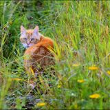 Haustierabschuss in Österreich – Die Jagd auf Hunde und Katzen