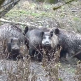 VGT präsentiert Videobeweis: Tierquälerei im Jagdgatter Mayr-Melnhof