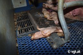 Tote Ferkel