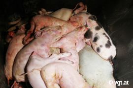 Tote ferkel stapeln sich in einem Abfallkübel