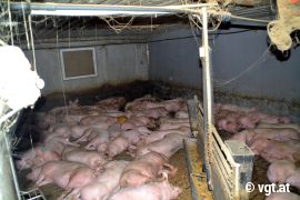 Schweine eng zusammengedrängt im Dunkeln