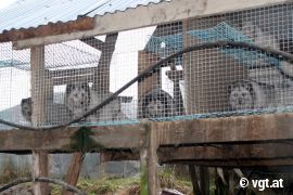 Füchse in einer Norwegischen Pelzfarm