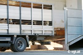 Stiere blicken aus einem Transporter.