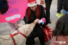 Schweinchen Willi schnüffelt an etwas, das eine Person auspackt.