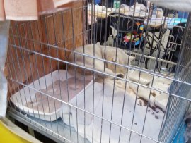 Katzen ohne Sichtschutz in kleinen Ausstellungskäfigen.