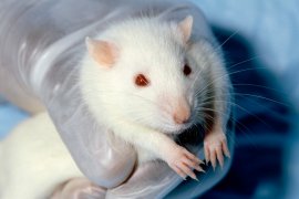 Weiße Ratte in Hand mit Handschuh