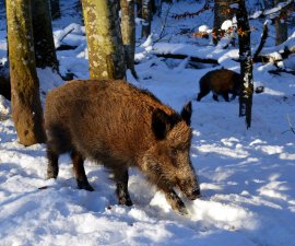 Wildschwein