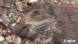 totes Wildschwein