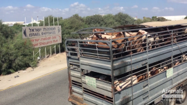 Dicht beladener Tiertransport-Lastwagen