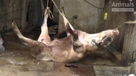 Rind im Schmutz auf den Rücken gebunden