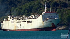 Rießiges Tiertransportschiff an einer Küste