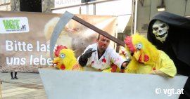 Tod und Schredderer vernichten Legehennenkücken
