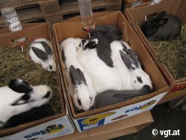 Kaninchen