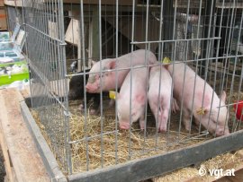 Schweine in Käfig