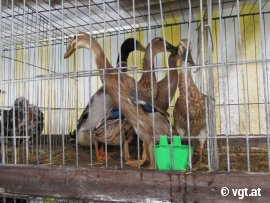 Käfig mit Enten