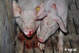 Schwein